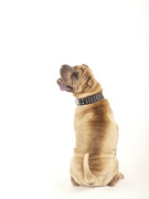 honden foto van Sanderina