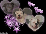 honden foto van Charissa