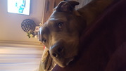 honden foto van Priscilla & Odin
