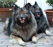 honden foto van Corrie