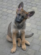 honden foto van Marion en Hertha