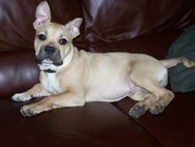 honden foto van Nina