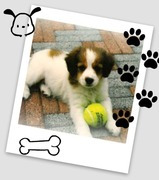 honden foto honden foto van simay