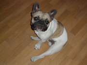 honden foto van VAN DYCK