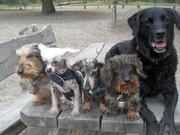 honden foto honden foto van Maria Bellemakers