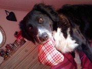 honden foto van malou