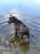 honden foto van Shirley & Django
