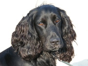 honden foto van Erna-bas