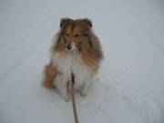 honden foto van sonia 