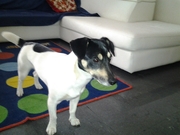 honden foto van kevin