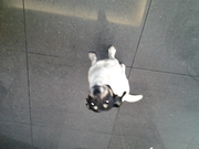 honden foto van alexandra