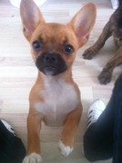 honden foto honden foto van Sabine