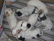 honden foto van marietje