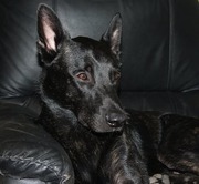 honden foto van maaike