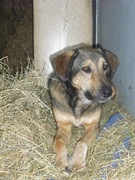 honden foto van Chiro