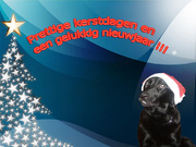 honden foto van Kain