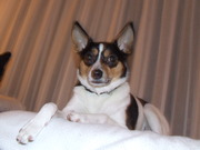 honden foto honden foto van lonneke