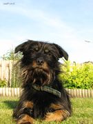 honden foto van Saskia Jonker