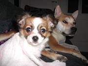 honden foto van Binky en Loena