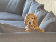 honden foto van bjorn