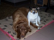 honden foto van vangenechten inka