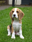 honden foto van Sandra 