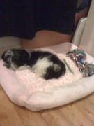 honden foto van roxanne