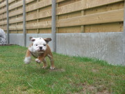 honden foto honden foto van fleurtje
