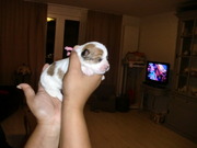 honden foto van danielle & coco