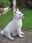 honden foto van renee