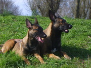 honden foto van de2mechelaars