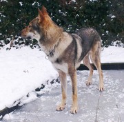 honden foto van Kiba