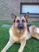 honden foto van Ilse 
