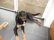 honden foto van Stephanie