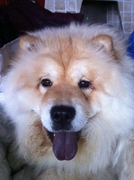 honden foto van Annemarie Illsley met Pip en Bob