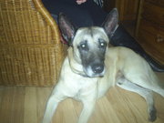 honden foto van king