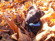 honden foto van Bo en  Jim