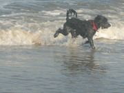 honden foto van melodietje