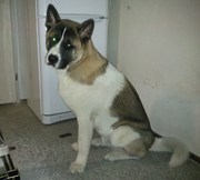 honden foto van Frank