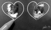honden foto van stephanie