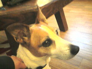 honden foto van Francis & Chantal