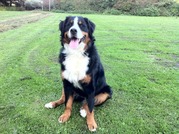 honden foto honden foto van Wijntje