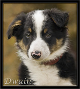 honden foto honden foto van g.broer