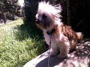 honden foto van Joyce