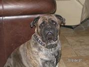 honden foto van hesta