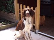 honden foto honden foto van Pamela