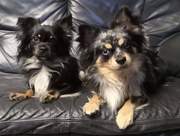 honden foto honden foto van Wendy