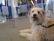 honden foto van Davi