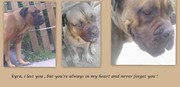 honden foto van Lin en Tos