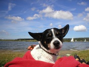 honden foto honden foto van svv